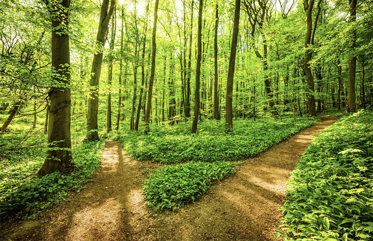 Two roads diverge in a wooded area, representing the choice between revocable and irrevocable trusts